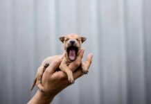 Nine Animal Welfare Victories of 2024: Progress Despite Brutal Realities